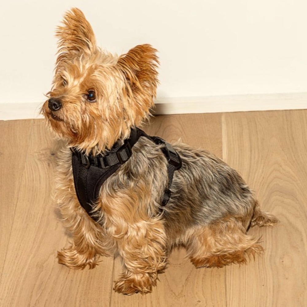 Wild One cushioned Dog Harness